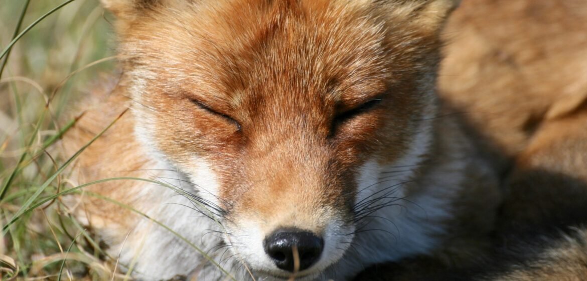 actu : Renard roux qui ferme les yeux