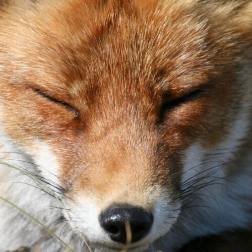 news: Red fox closing its eyes