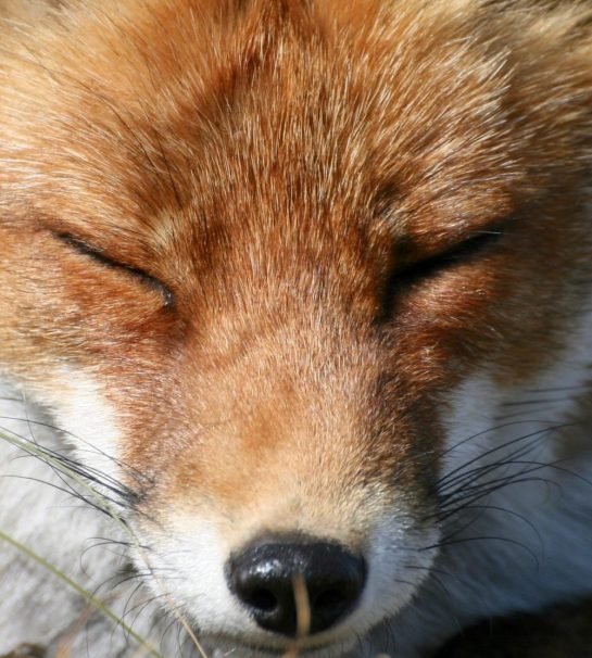 actu : Renard roux qui ferme les yeux